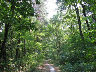 Fototapeta premium Forest