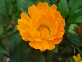 calendula flower