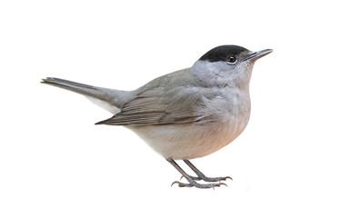 Male of Blackcap (Sylvia atricapilla), isolated on White background