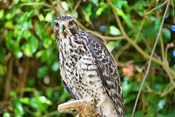 hawk in tree