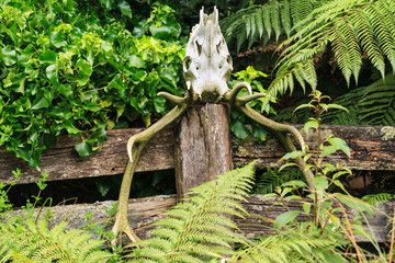 The skull of a deer, with prominent antlers, sitting upside down on a fence post as a trophy or decoration 
