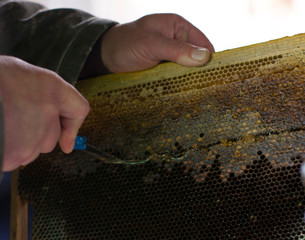honey, the brewing process. men's hands cut with a knife, wax combs with honey. natural beekeeping...