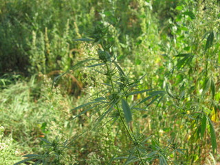 Wild cannabis