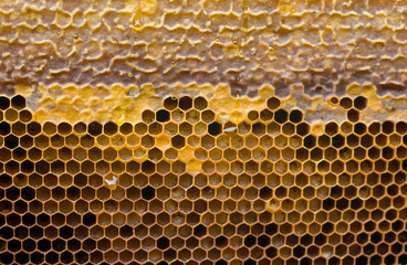 Background, textured natural honeycomb with baked honey. Bee honey in honeycomb wax. Beekeeping. organic