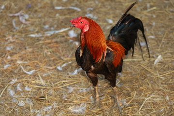 The fighting cock is walkiing and play in farm at thailand