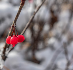 Winter High Bush Cranberries in Alaska