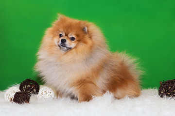 Pomeranian Spitz is sitting on a green background