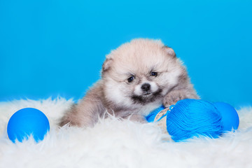 Puppy Pomeranian Spitz on a blue background