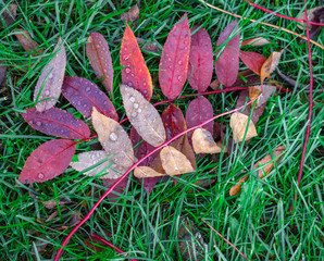 Leafy Leaves