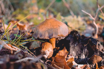 mushroom in the forest