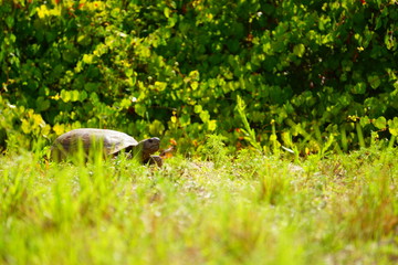 turtle in grass