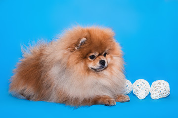 Pomeranian Spitz on a blue background