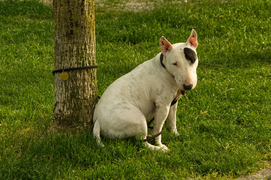 weisser pitpull terrier mit schwarzen fleck am auge