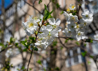White flowers on the tree branches. Branches of blossoming tree