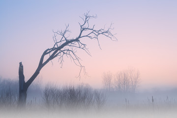 Obraz premium Winter landscape of bare trees at dawn, Fort Custer State Park, Michigan, USA