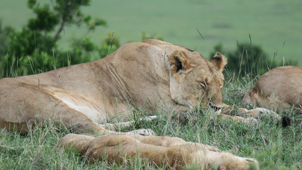 Pack of lions with cubs sleeping in the long grass