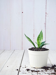 Sansevieria plants in white pots.