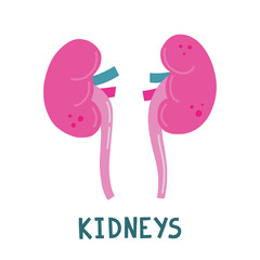 Vector isolated illustration of two kidneys, ureter with hand lettering.  Medical poster. Cute flat illustration of human internal organs.
