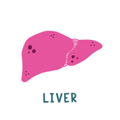 Vector isolated illustration of liver with hand lettering.  Medical poster. Cute flat illustration of human internal organs.