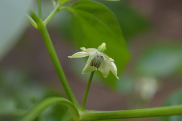flowers  mostly seen diffrent sides of india