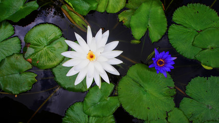 White water lilies with orange center and green leafs