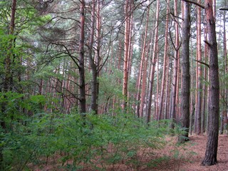 Fototapeta premium Forest