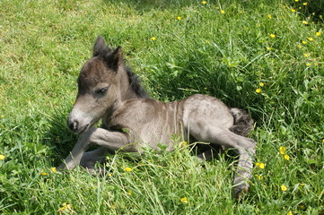 Poulain shetland