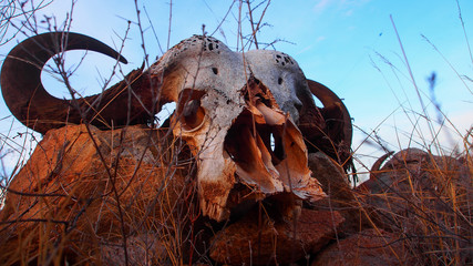 Wildebeest skull and horns in yellow grass