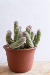 Cactus Green plant in pot on light background.