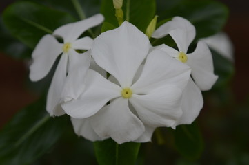 flowers  mostly seen diffrent sides of india