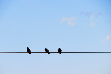 birds on the wire against blue sky background