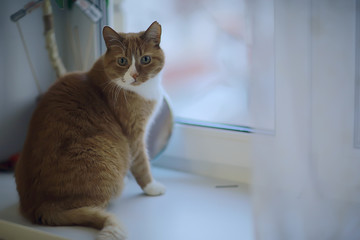 ginger cat / cute pet beautiful cat, red ginger