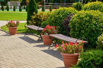 Benches in the Park with picturesque vegetation. Benches for resting tired people walking in the Park.