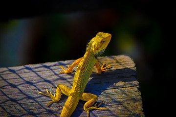Changeable Lizard on a Criss Cross Shadow