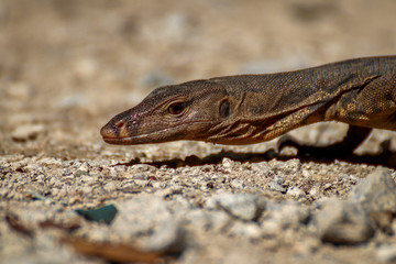 Juvenile Malayan Water Monitor Closeup Head