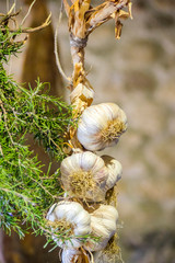 ancient country cuisine, traditional cuisine, ingredients, agricultural and hunting products: garlic and rosemary