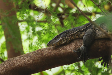 Malayan Water Monitor Resting on a Branch