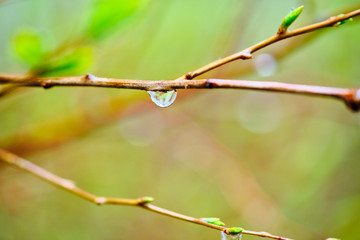 drop of water on a macro branch