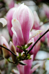 Fototapeta premium Magnolie