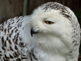 snowy owl