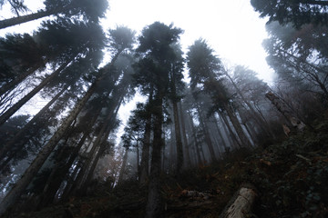 fog forest - 339578499