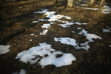 early spring in the forest / trees without leaves, snow melts, gray sad forest park in spring
