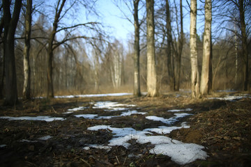 early spring in the forest / trees without leaves, snow melts, gray sad forest park in spring