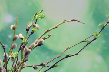 small branches with buds leaves / spring background, concept freshness botany youth