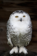 snowy owl