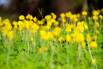 Obraz premium Small yellow flowers