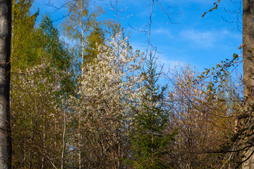 Vogelkirschblüte (Prunus avium) im Frühlingswald / Vogelkirsche (Standort: BaWü, Deutschland) | wild cherry tree (Prunus avium) blossom in the spring  forest (Germany)