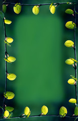 Frame of branches with young symmetrical green leaves on a green natural background.