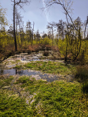 Moorwald mit toten Bäumen und Wasser 