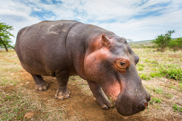 Close up view of a baby hippo roaming through an African landscape during the dry summer months.